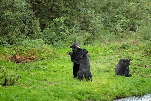 Black colored Alaskan Coastal Brown bear cubs.....1