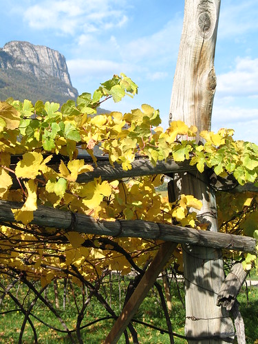 Der Gerüstbau im Weinbau ist eine Jahrhunderte alte Tradition im Überetsch
