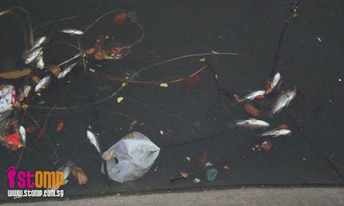 Why so many dead fish in Rochor River?