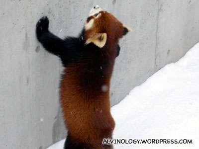 Desperate red panda which fell into a moot and couldnt get out