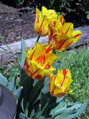 yellow and red tulips