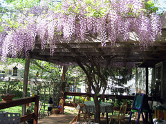 lauren's gorgeous wisteria