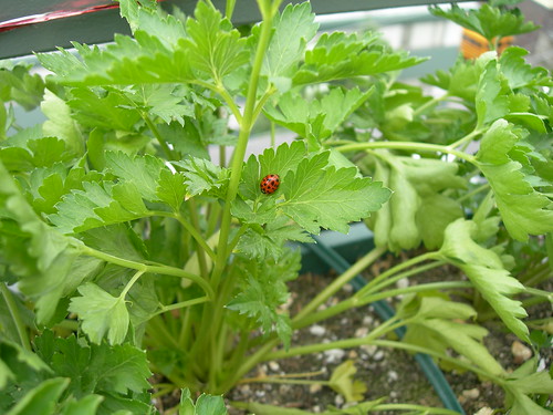 2009-06-06 Lady Bug