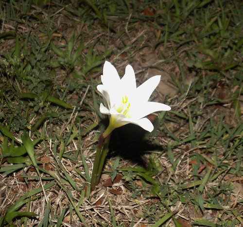 Night-blooming Lily