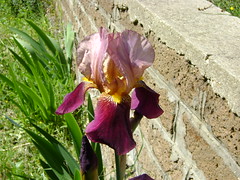 Iris elatior