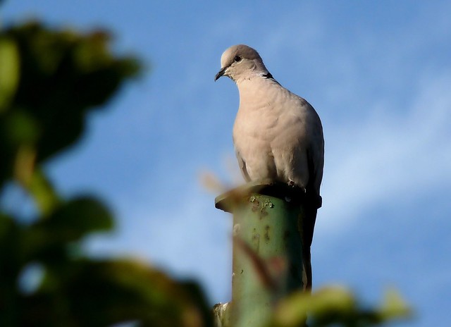 24339 - Collared Dove, Pontarddulais