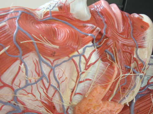 arteries in neck diagram. Arteries And Veins Of Neck.