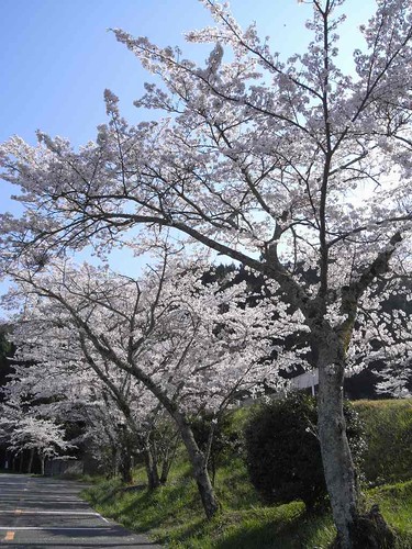 09-04-10【桜】＠談山神社-03