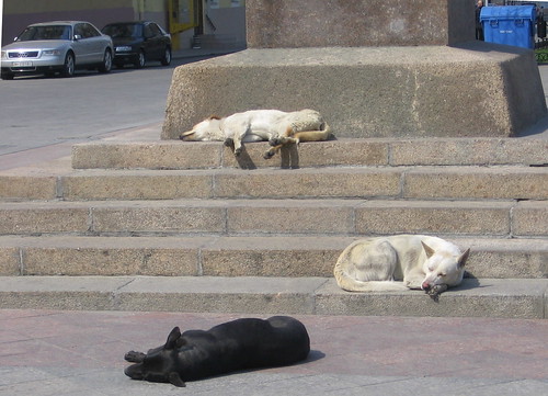 Sleeping dogs ©  raymond_zoller