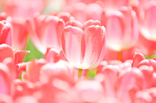 Bright sunny cheery tulips