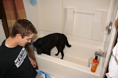 Molly jumps back in the tub because she hates the blow dryer