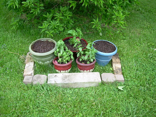 new herb garden
