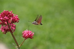 Kolibrievlinder (i)