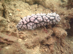 Phyllidia seaslug nudibranch