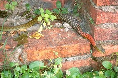Red-necked Keelback Snake Eating Toad (cowyeow) Tags: c
