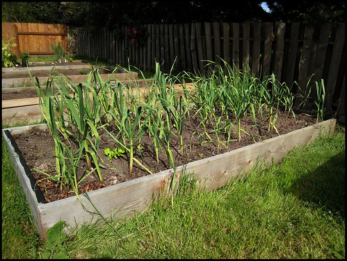 Garlic and onion bed