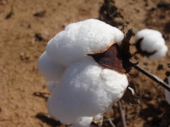 Cotton, mature, Cherokee County