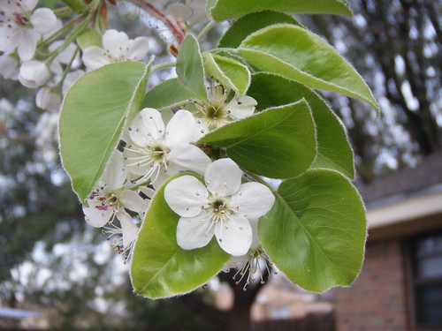 Bradford Pear Blooms and Leaves