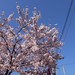 4月10日の桜
