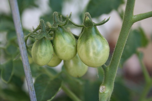 Pear tomatoes
