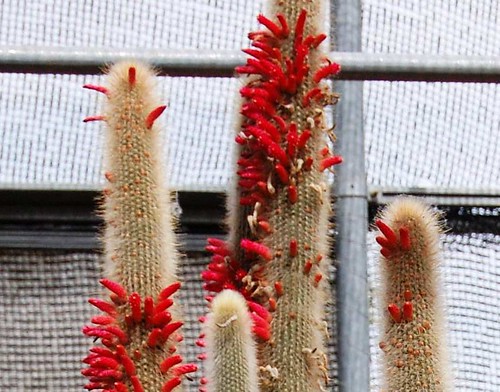cactus en flor DSC_0353