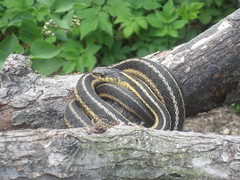 One of the Garter Snakes