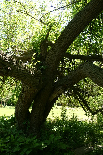 old, old mulberry tree