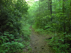  56 - Little East Fork Trail 1