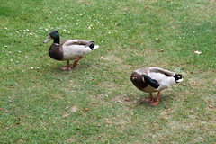 Itchenor caravan park - ducks
