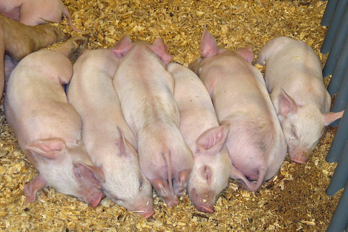 Little Piggys