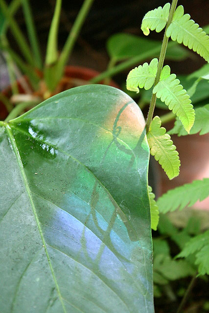 Rainbow cast on a leaf