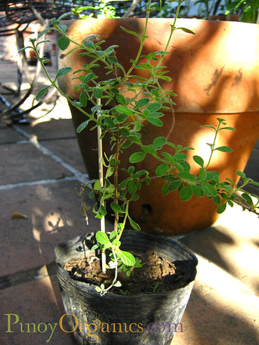 Herbana-Mexican Thyme