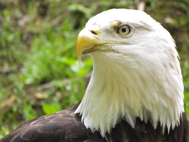 Gorgeous Bald Eagle