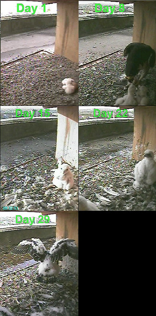 Comparison shot: the chicks at hatching and at 1,2,3 and 4 weeks old