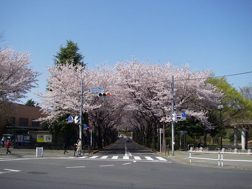 Neighborhood sakura