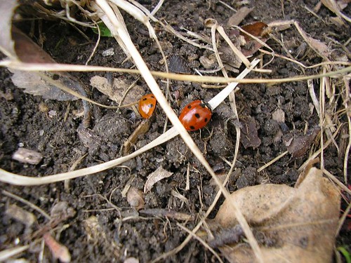 Chasing Ladybugs