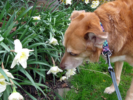 Una Sniffing Daffodils (Click to enlarge)
