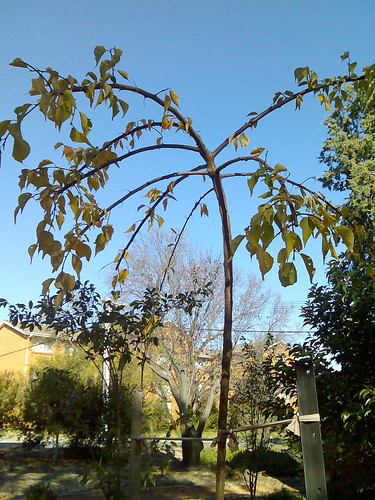 weeping apricot in autumn