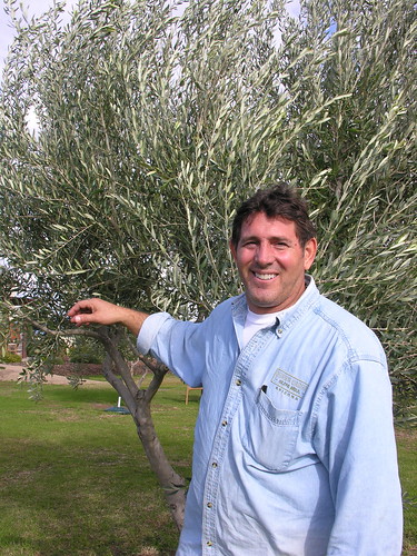 Perry Rea with one of his many olive trees