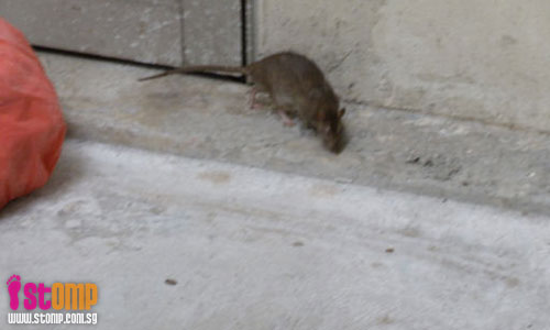 Get rid of the rats infesting this Jurong West block, says STOMPer 