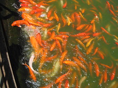 Fish feeding frenzy, Dole Plantation