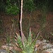 Kaktus im Steingarten