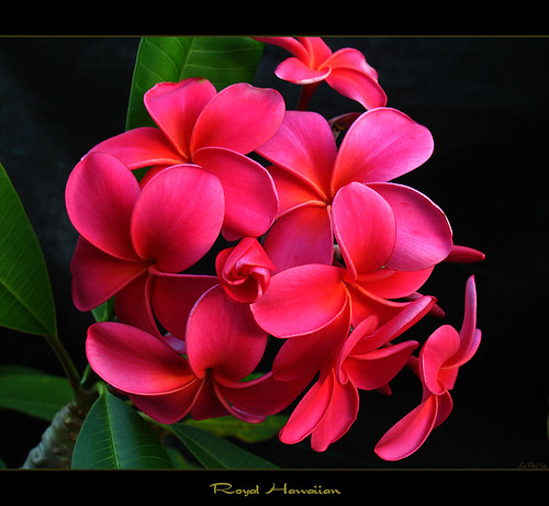 Hawaiian Flowers The Plumeria Royal Hawaiian