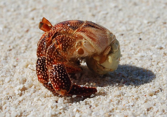 Nude hermit crab