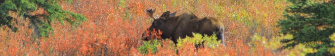Moose in Denali - August 2008