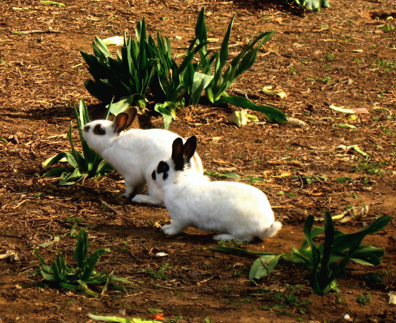 27-1-2009-bunnies