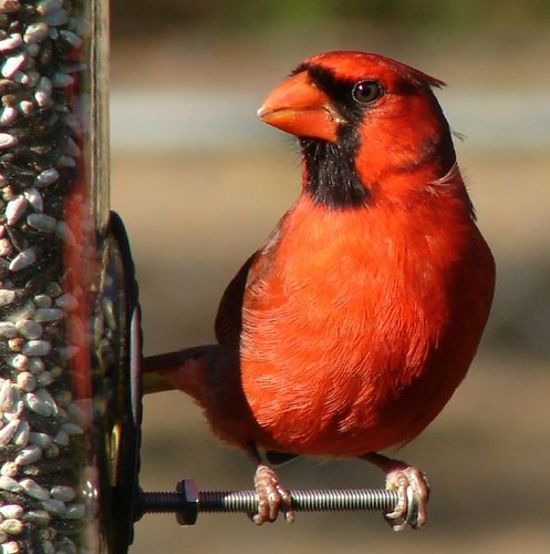 Mr.Cardinal