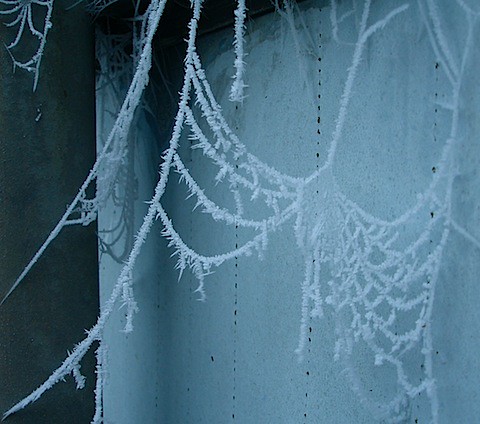 Spiders Web in Hoar Frost Petworth.JPG