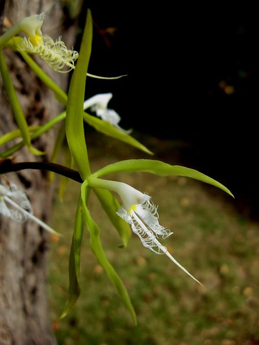 orchid - Epidendrum ciliare