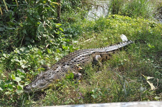 Sundarban Crocodile